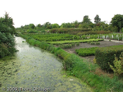 Esveld nursery, Holland